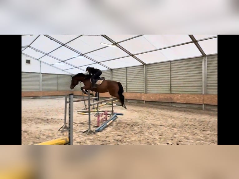 Oldenburg Mare 6 years 16 hh Bay in Rudnica