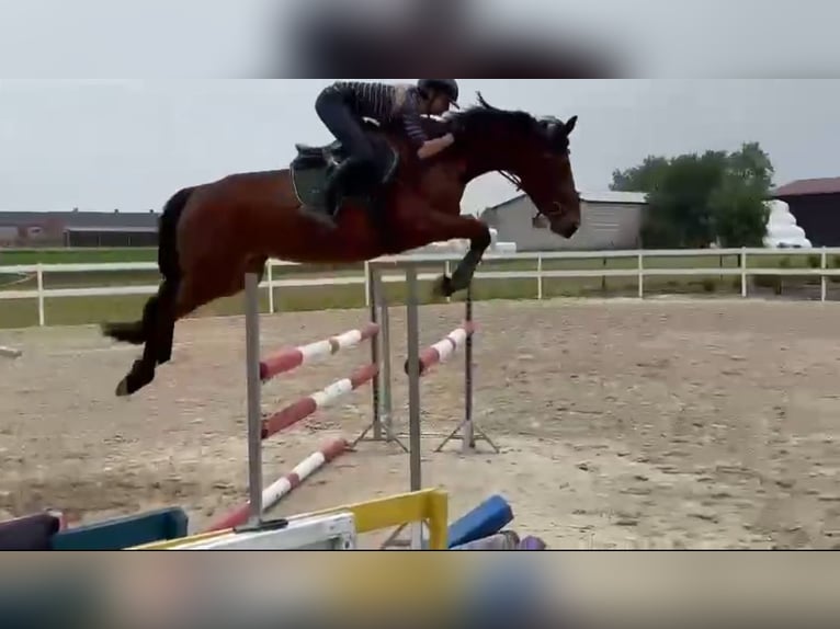 Oldenburg Mare 6 years 16 hh Bay in Rudnica