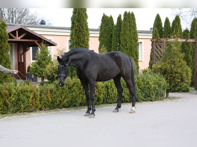 Oldenburg Mare 6 years 16 hh Black in Rothenburg/Oberlausitz