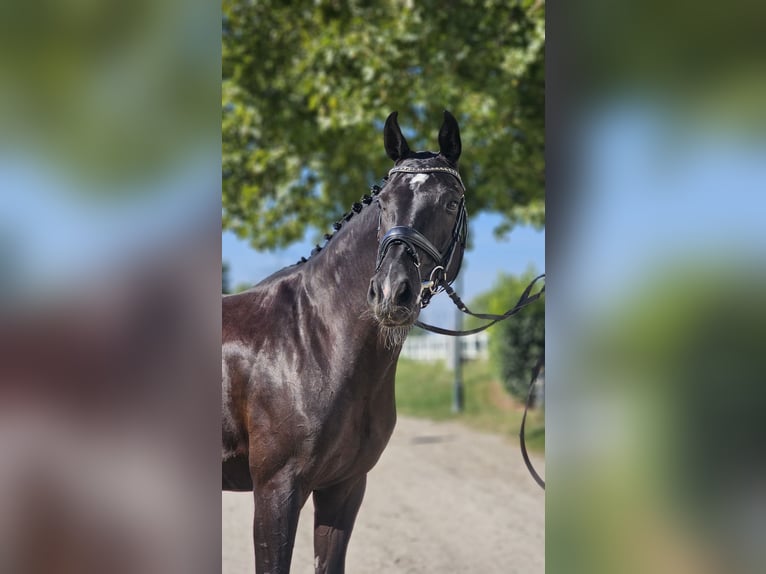 Oldenburg Mare 6 years 16 hh Black in Ebreichsdorf