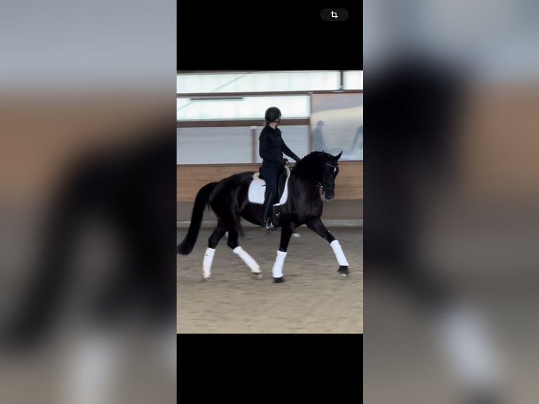 Oldenburg Mare 6 years 16 hh Black in Ebreichsdorf