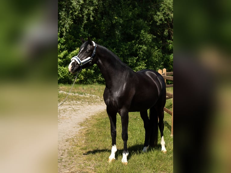 Oldenburg Mare 6 years 16 hh Black in Bodenkirchen
