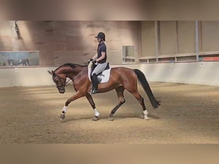Oldenburg Mare 6 years 16 hh Brown in Schwieberdingen