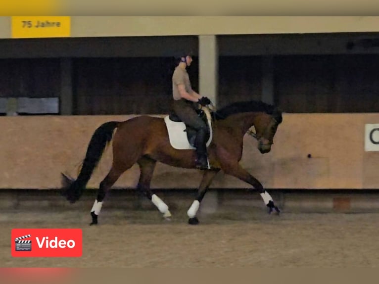 Oldenburg Mare 6 years 16 hh Brown in Schwieberdingen