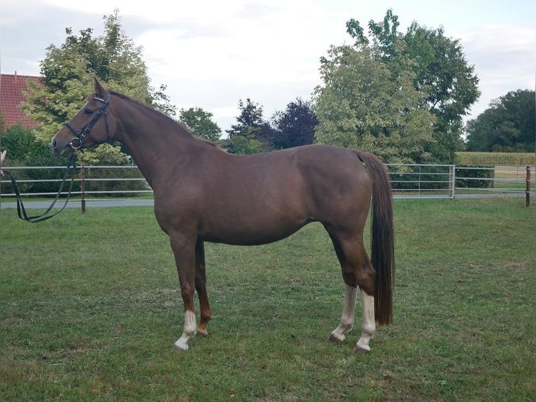 Oldenburg Mare 6 years 16 hh Chestnut in D&#xF6;tlingenGeveshausen