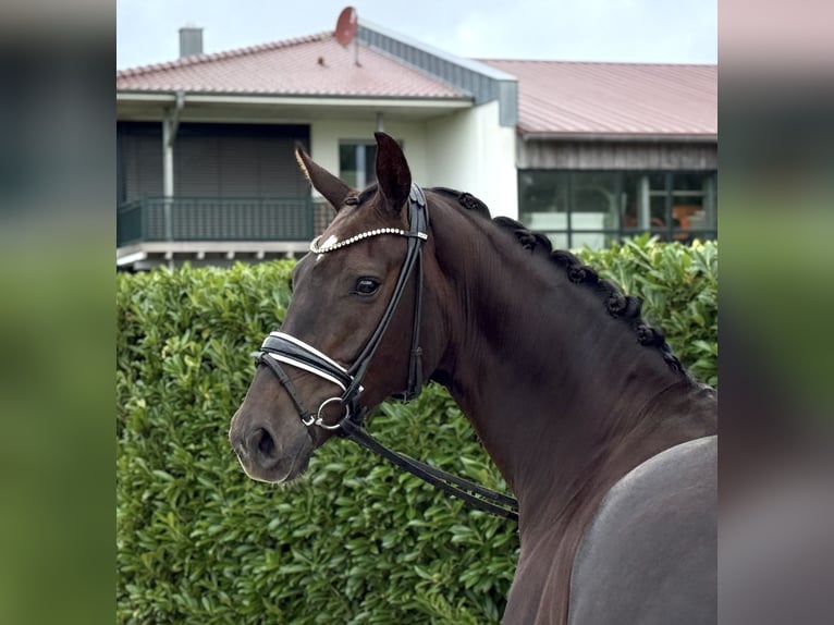 Oldenburg Mare 6 years 16 hh Chestnut in Visbek