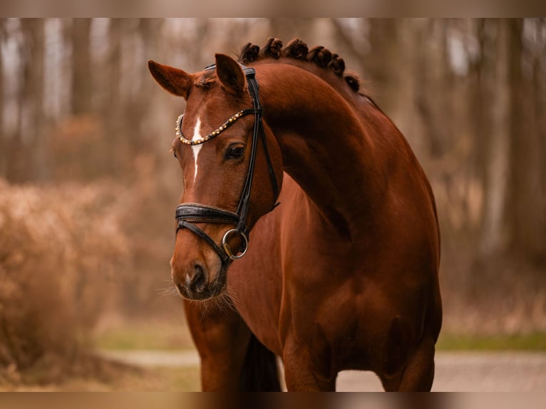 Oldenburg Mare 6 years 16 hh Chestnut in Wehringen
