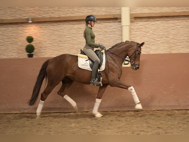 Oldenburg Mare 6 years 16 hh Chestnut in Wehringen