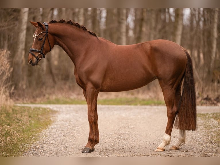 Oldenburg Mare 6 years 16 hh Chestnut in Wehringen