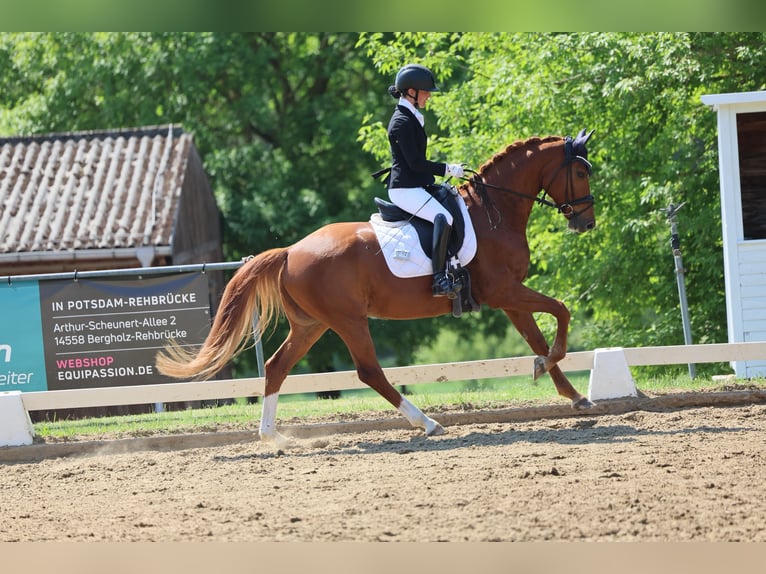 Oldenburg Mare 6 years 16 hh Chestnut-Red in Groß Kreutz