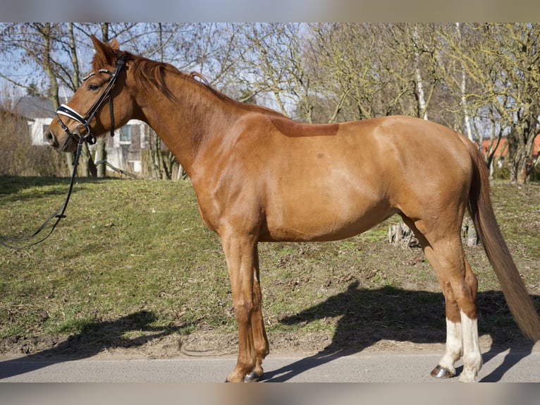Oldenburg Mare 6 years 16 hh Chestnut-Red in Groß Kreutz