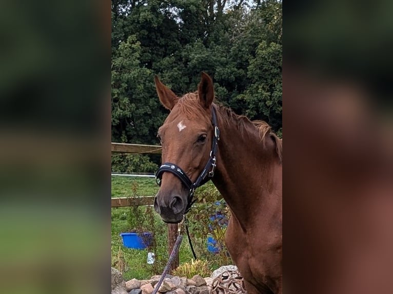 Oldenburg Mare 6 years 16 hh Chestnut-Red in Ihlow