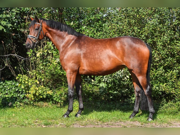 Oldenburg Mare 6 years 16 hh in Hepstedt