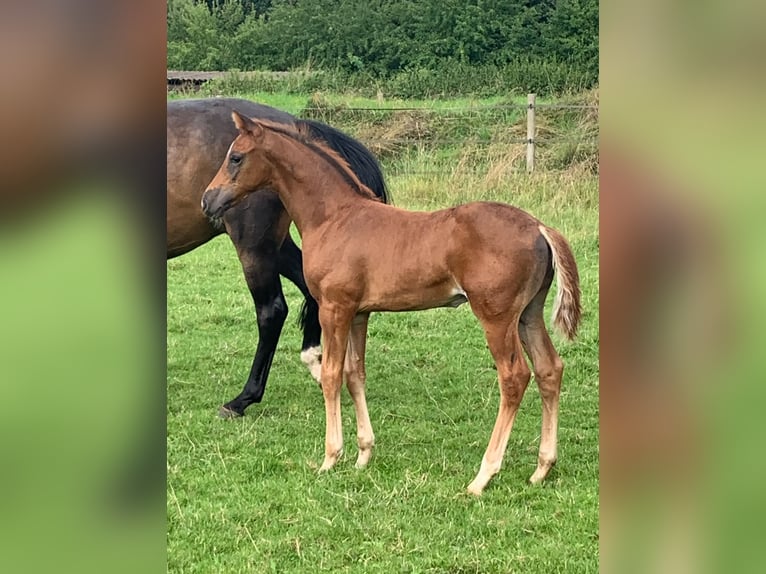 Oldenburg Mare 6 years 16,1 hh Bay-Dark in Homberg (Ohm)