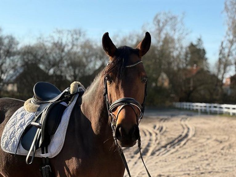 Oldenburg Mare 6 years 16,1 hh Bay-Dark in Verden (Aller)