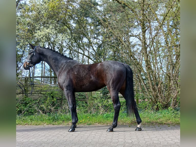 Oldenburg Mare 6 years 16,1 hh Bay-Dark in Barenburg