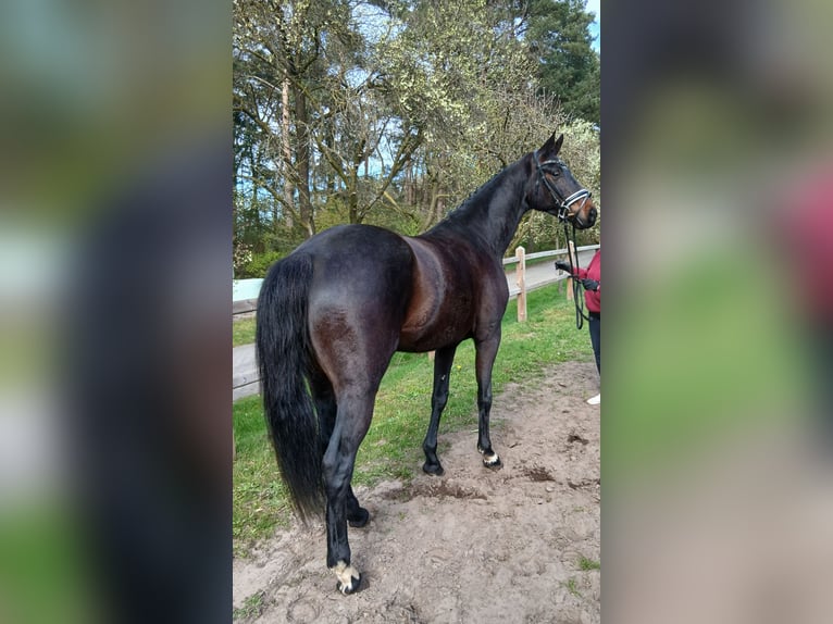 Oldenburg Mare 6 years 16,1 hh Bay-Dark in Barenburg
