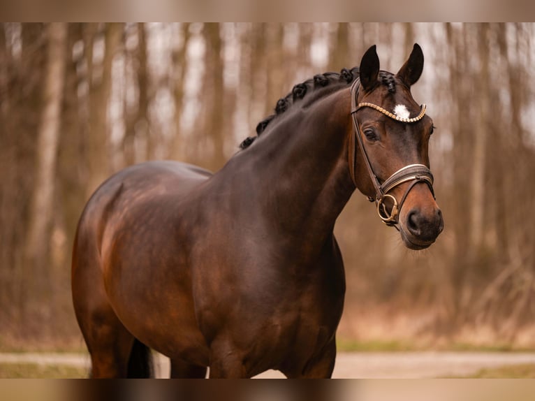 Oldenburg Mare 6 years 16,1 hh Bay-Dark in Wehringen