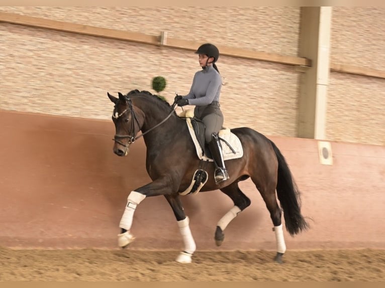 Oldenburg Mare 6 years 16,1 hh Bay-Dark in Wehringen