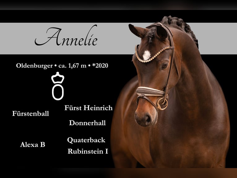 Oldenburg Mare 6 years 16,1 hh Bay-Dark in Wehringen