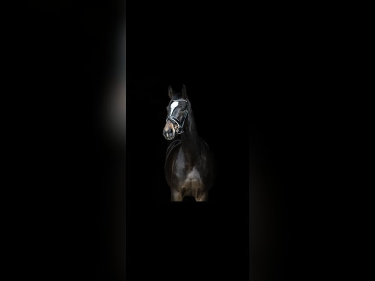 Oldenburg Mare 6 years 16,1 hh Bay-Dark in Nordenham