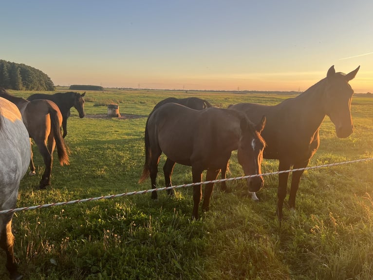 Oldenburg Mare 6 years 16,1 hh Bay-Dark in Sassen-Trantow