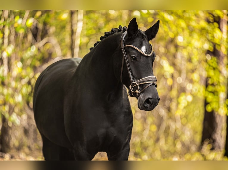 Oldenburg Mare 6 years 16,1 hh Black in Wehringen Oldenburg Mare 6 years 16,1 hh Black in Wehringen