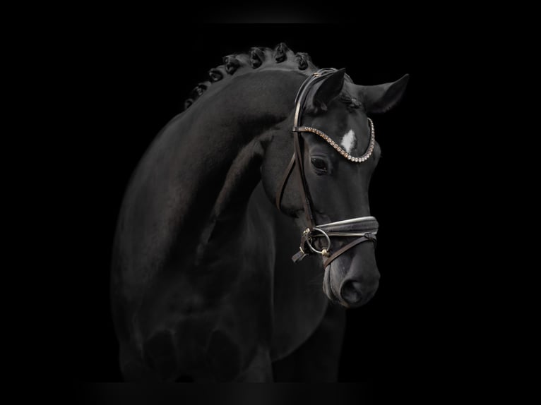 Oldenburg Mare 6 years 16,1 hh Black in Wehringen Oldenburg Mare 6 years 16,1 hh Black in Wehringen