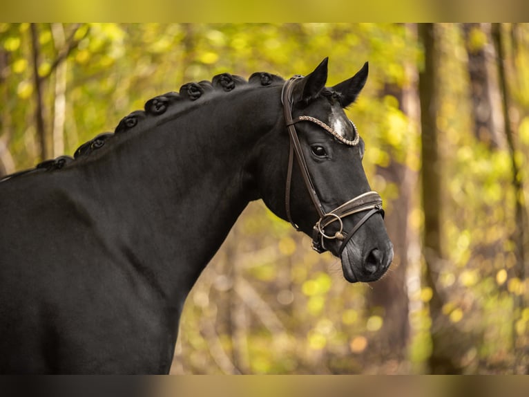 Oldenburg Mare 6 years 16,1 hh Black in Wehringen Oldenburg Mare 6 years 16,1 hh Black in Wehringen