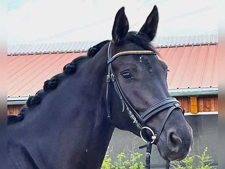 Oldenburg Mare 6 years 16,1 hh Black in Wernau
