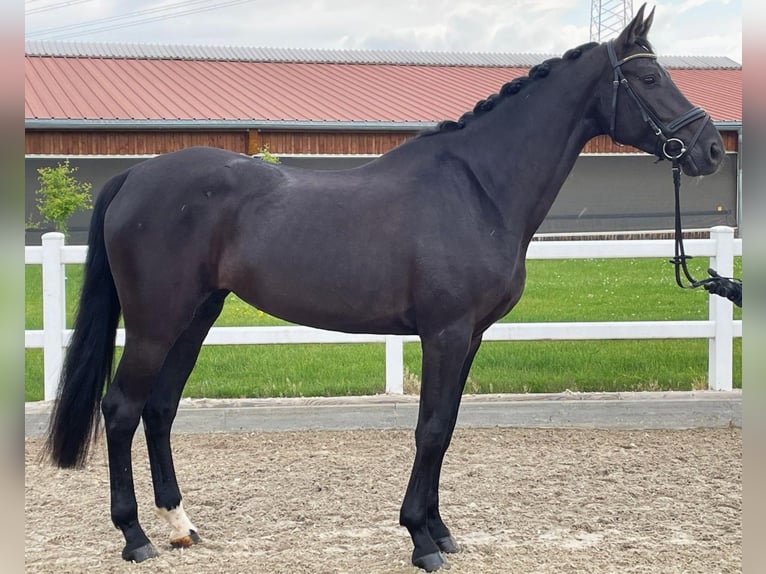 Oldenburg Mare 6 years 16,1 hh Black in Wernau