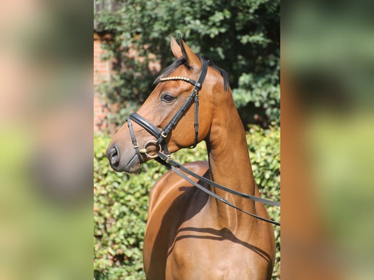 Oldenburg Mare 6 years 16,1 hh Brown in Bakum