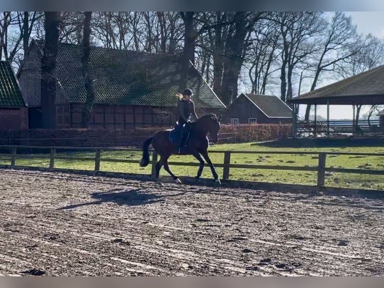 Oldenburg Mare 6 years 16,1 hh Brown in Bakum