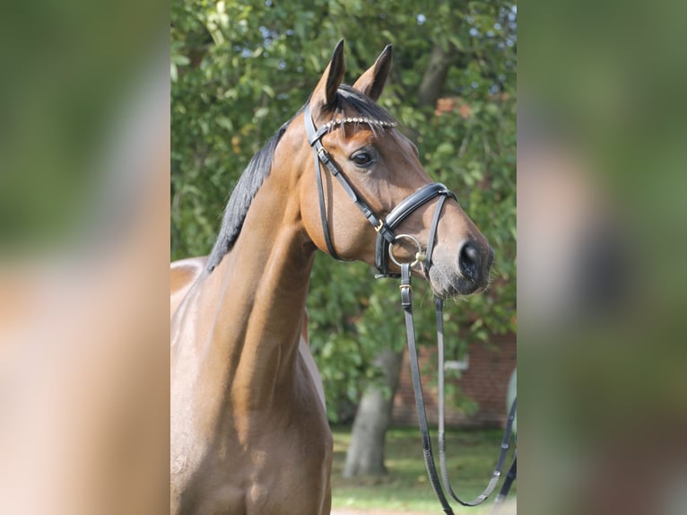 Oldenburg Mare 6 years 16,1 hh Brown in Bakum