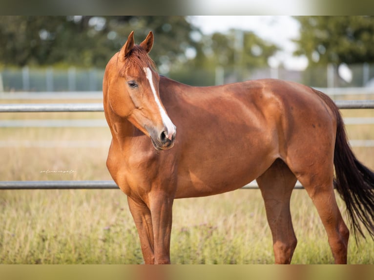 Oldenburg Mare 6 years 16,1 hh Chestnut in Blaubeuren