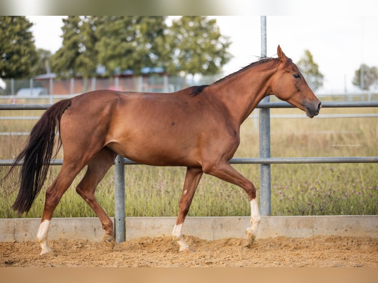 Oldenburg Mare 6 years 16,1 hh Chestnut in Blaubeuren