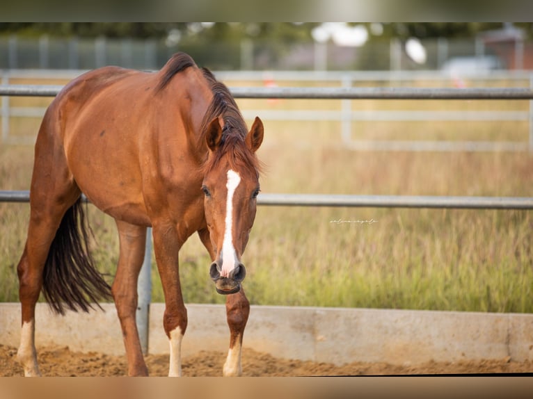 Oldenburg Mare 6 years 16,1 hh Chestnut in Blaubeuren