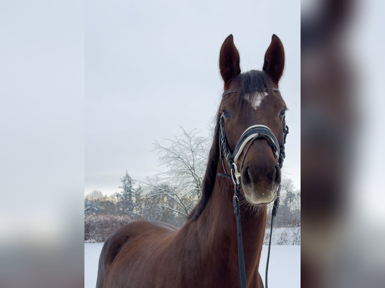 Oldenburg Mare 6 years 16,1 hh Chestnut in Fuldabrück