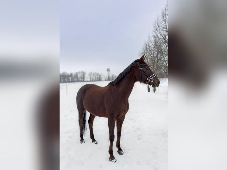 Oldenburg Mare 6 years 16,1 hh Chestnut in Fuldabrück