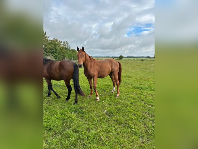 Oldenburg Mare 6 years 16,1 hh Chestnut-Red in Sassen-Trantow