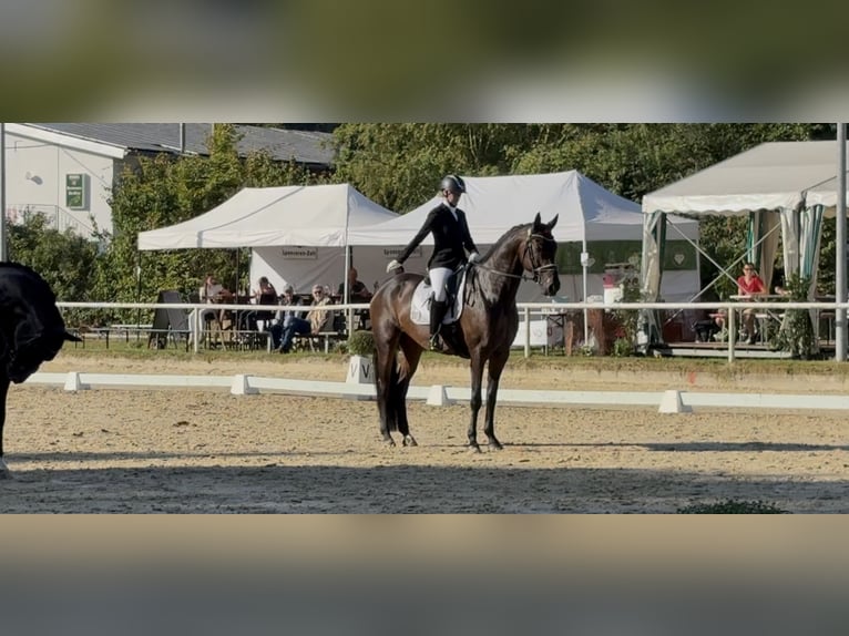 Oldenburg Mare 6 years 16,2 hh Bay-Dark in Dortmund