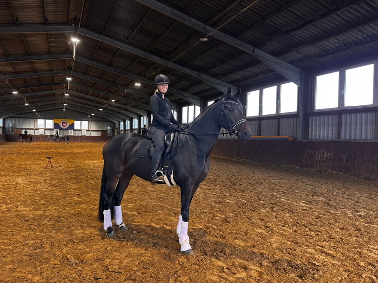 Oldenburg Mare 6 years 16,2 hh Bay-Dark in Dortmund