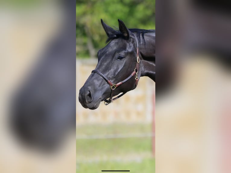 Oldenburg Mare 6 years 16,2 hh Black in Vechta