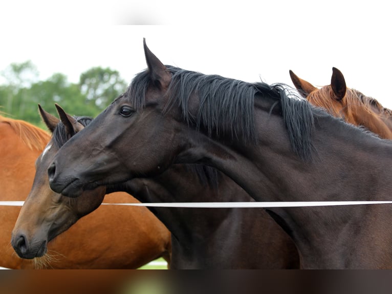 Oldenburg Mare 6 years 16,2 hh Black in Vechta