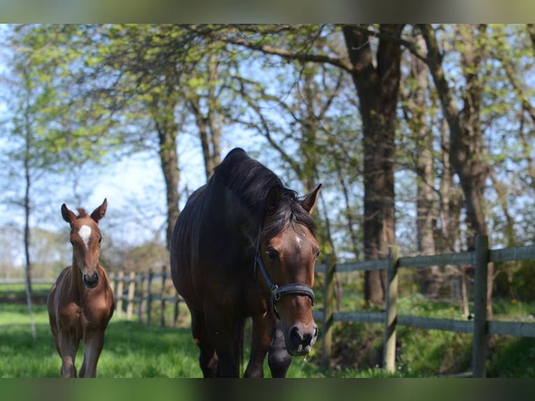 Oldenburg Mare 6 years 16,2 hh Brown in Jever