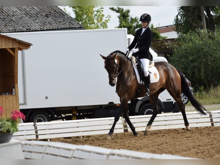 Oldenburg Mare 6 years 16,2 hh Brown in Stendal