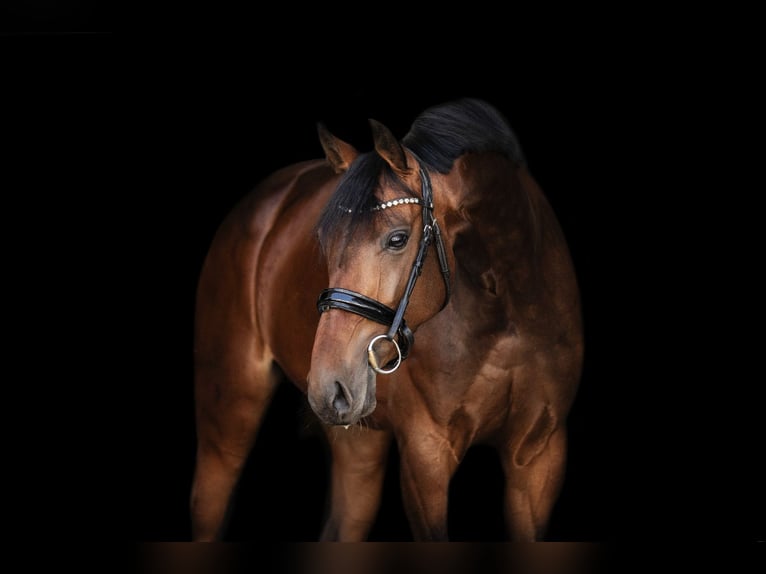 Oldenburg Mare 6 years 16,2 hh Brown in K&#xFC;mmersbruck