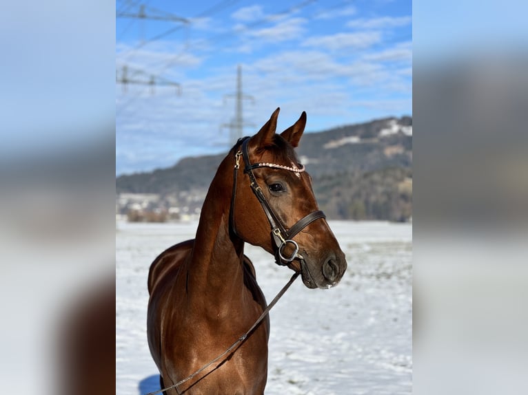 Oldenburg Mare 6 years 16,2 hh Chestnut in Schlins
