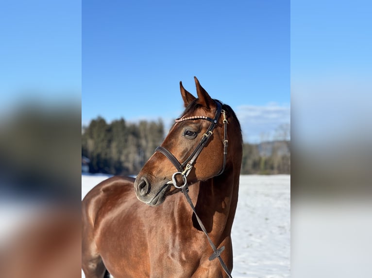 Oldenburg Mare 6 years 16,2 hh Chestnut in Schlins