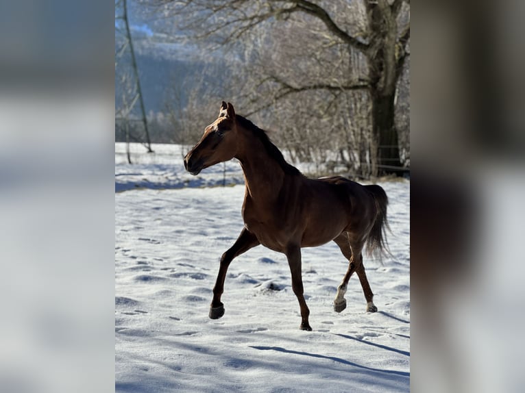 Oldenburg Mare 6 years 16,2 hh Chestnut in Schlins